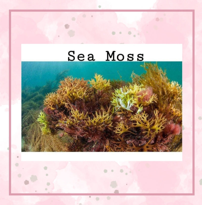 Sea Moss Herbs Weightloss