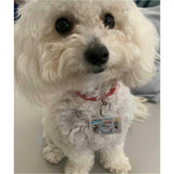 Dog Tags Idenification Dog Tags Idenification 25 Pet Skin Care Products & Grooming Services