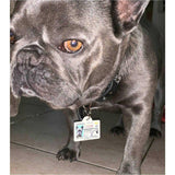 Dog Tags Idenification Dog Tags Idenification 25 Pet Skin Care Products & Grooming Services