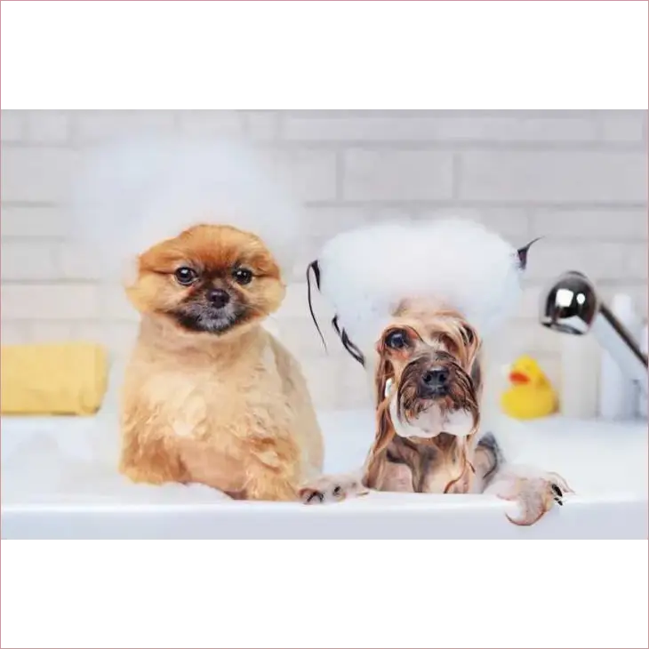 #1 Pet Pampering Dog & Cat Grooming Services #1 Pet Pampering Dog & Cat Grooming Services Animals & Pet Supplies 35 Pet Skin Care Products & Grooming Services
